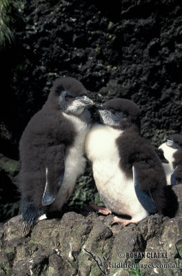 Rockhopper Penguin s0267.jpg