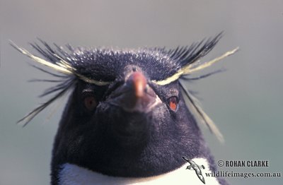 Rockhopper Penguin s0268.jpg