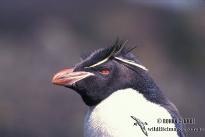 Rockhopper Penguin s0269.jpg