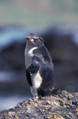 Rockhopper Penguin s0270.jpg
