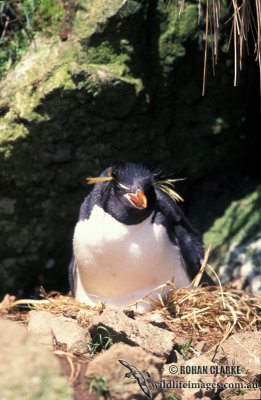 Rockhopper Penguin s0271.jpg
