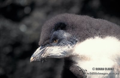 Rockhopper Penguin s0272.jpg