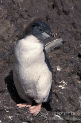 Rockhopper Penguin s0274.jpg