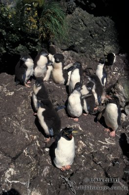 Rockhopper Penguin s0276.jpg