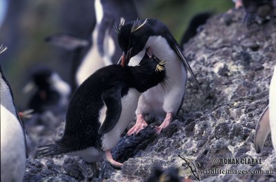 Rockhopper Penguin s0280.jpg