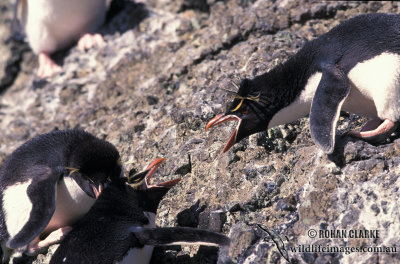 Rockhopper Penguin s0282.jpg