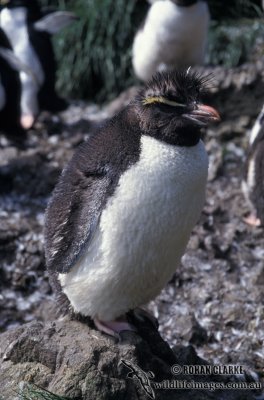 Rockhopper Penguin s0283.jpg