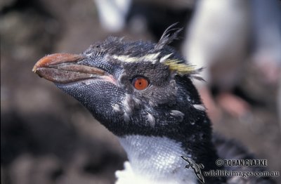 Rockhopper Penguin s0284.jpg