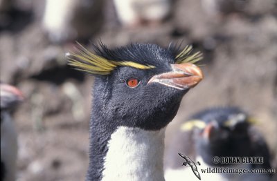 Rockhopper Penguin s0285.jpg