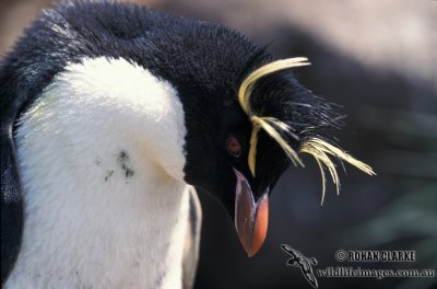Rockhopper Penguin s0290.jpg