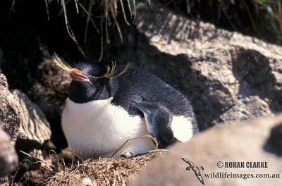 Rockhopper Penguin s0291.jpg