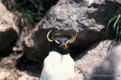 Rockhopper Penguin s0296.jpg