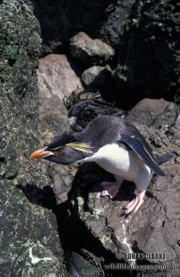 Rockhopper Penguin s0303.jpg