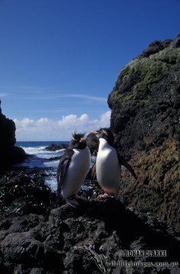 Rockhopper Penguin s0304.jpg