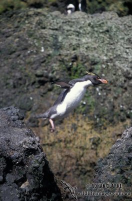 Rockhopper Penguin s0311.jpg