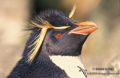 Rockhopper Penguin