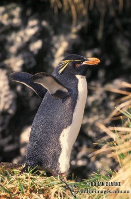 Rockhopper Penguin s0320.jpg