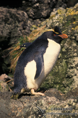 Rockhopper Penguin s0322.jpg