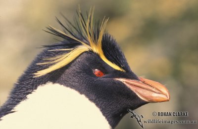 Rockhopper Penguin s0325.jpg