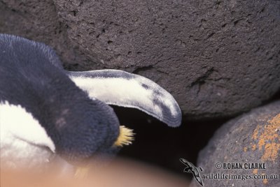 Fiordland Penguin s0329.jpg