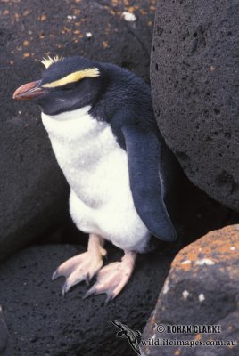 Fiordland Penguin s0336.jpg
