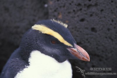 Fiordland Penguin s0337.jpg