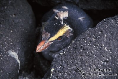Fiordland Penguin s0343.jpg