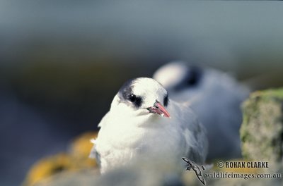 Antarctic Tern s1328.jpg
