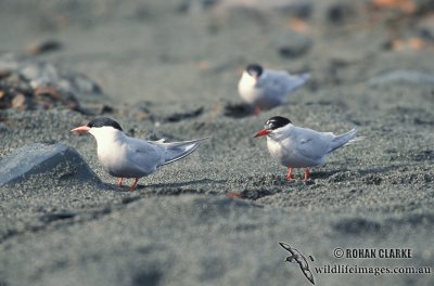 Antarctic Tern s1334.jpg