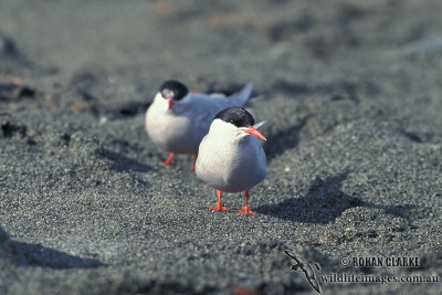 Antarctic Tern s1335.jpg