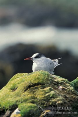 Antarctic Tern s1343.jpg