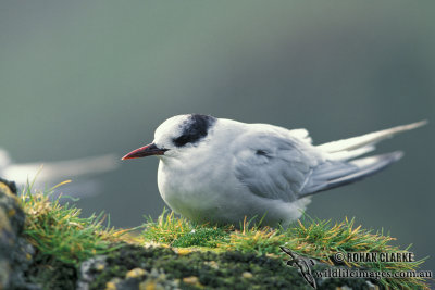 Antarctic Tern s1344.jpg