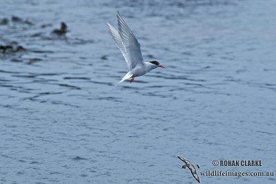 Antarctic Tern s1348.jpg