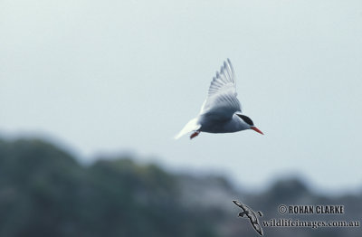 Antarctic Tern s1350.jpg