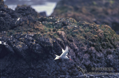 Antarctic Tern s1353.jpg