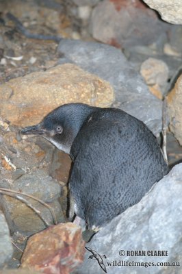 Little Penguin 3773.jpg