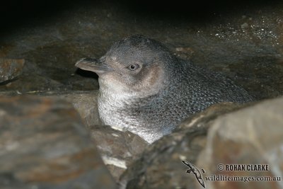 Little Penguin 3776.jpg