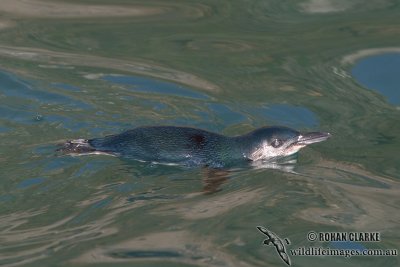 Little Blue Penguin