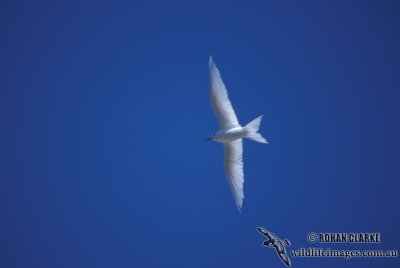 White Tern s1391.jpg