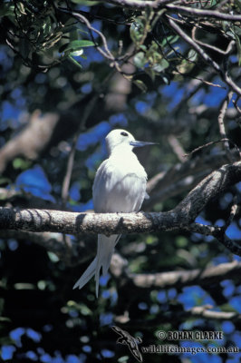 White Tern s1393.jpg