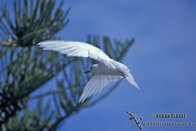 White Tern s1395.jpg