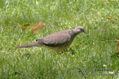 Spotted Turtle-Dove 0908.jpg