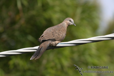Spotted Turtle-Dove 1683.jpg