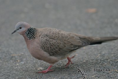Spotted Turtle-Dove 6178.jpg