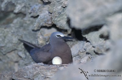 Common Noddy s1387.jpg