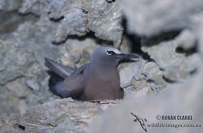 Common Noddy s1388.jpg