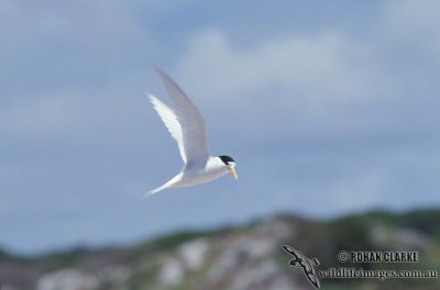 Fairy Tern s1364.jpg