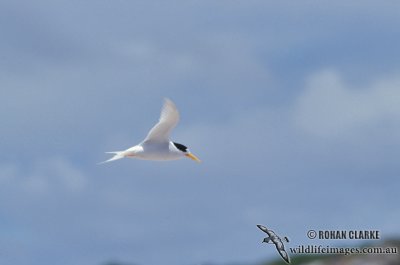 Fairy Tern s1366.jpg