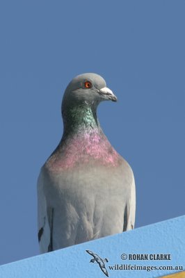 Rock Dove 0398.jpg