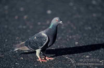 Rock Dove s1400.jpg